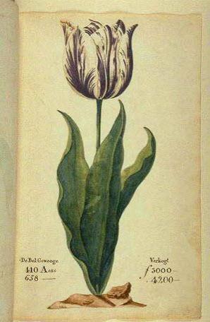 جنون گل لاله.. بین سالهای ۱۶۳۴ تا ۱۶۳۷ قیمت پیاز گل لاله هلندی رشد عجیبی کرد و سپس ناگهان سقوط کرد